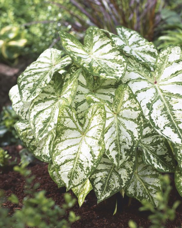 White Christmas | Caladiums