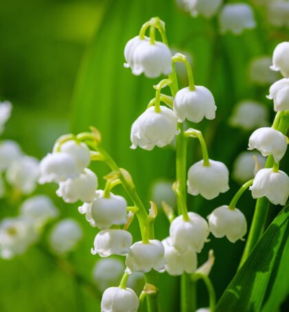 Convallaria majalis Bordeaux | Lily of the Valley