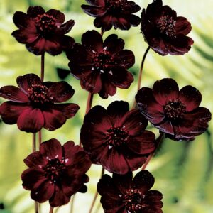 Cosmos atrosanguineus |