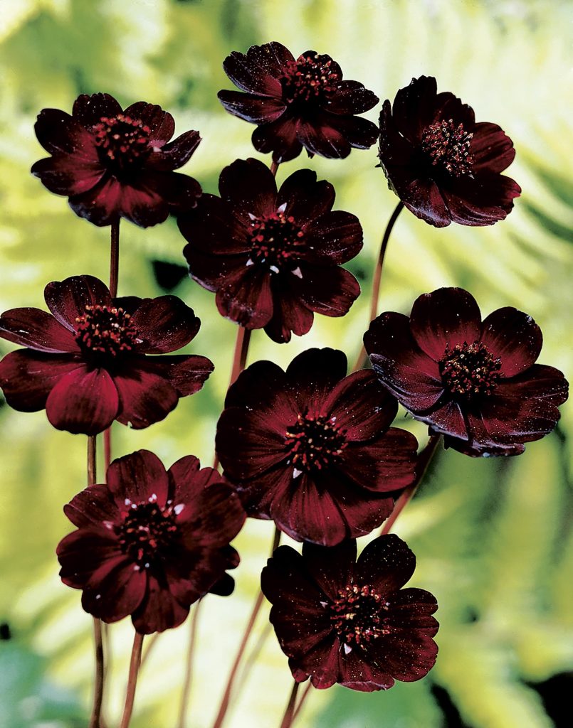 Cosmos atrosanguineus |