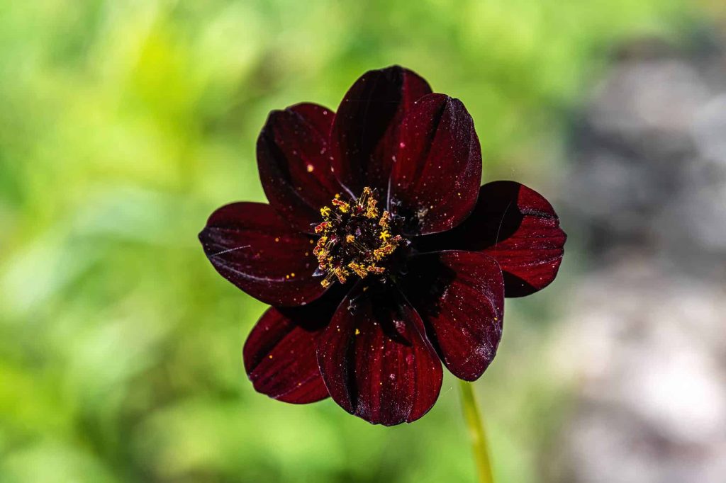 Cosmos atrosanguineus | Caladiums