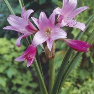 Powelii | Crinum