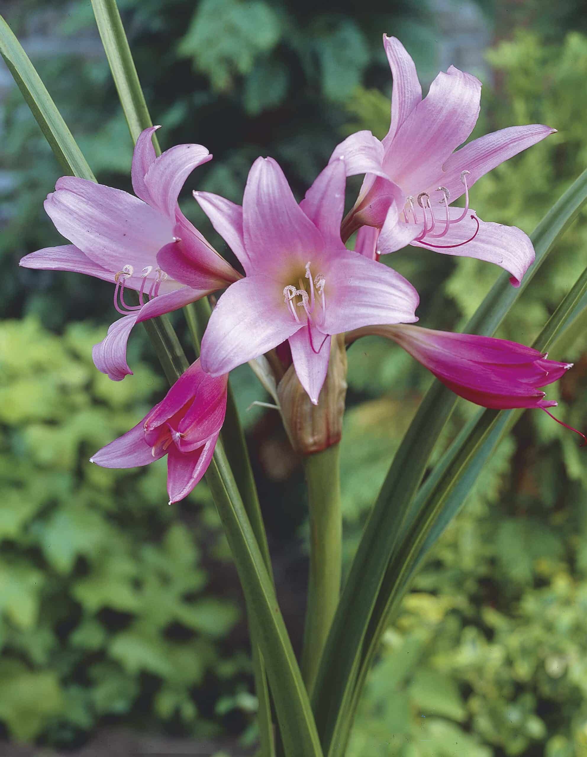 Powelii | Crinum