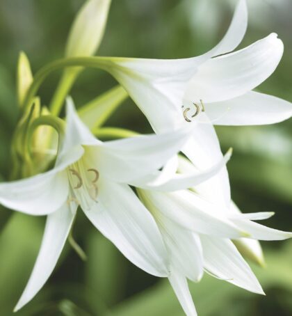 Powelli album | Crinum