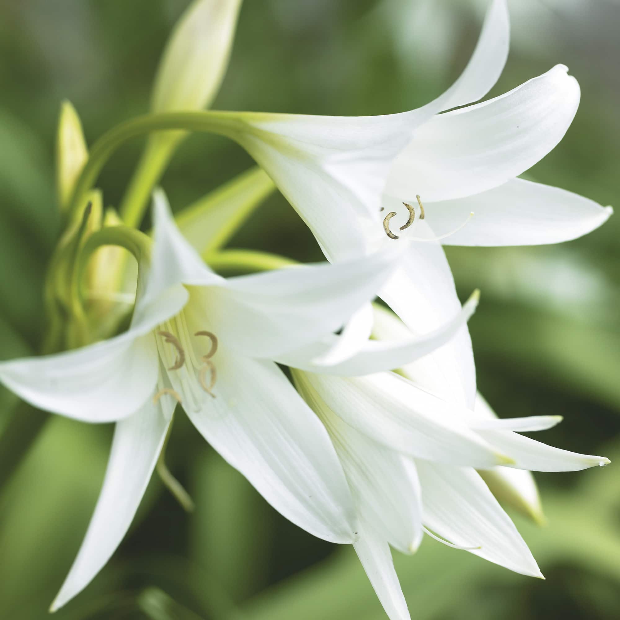 Powelli album | Crinum