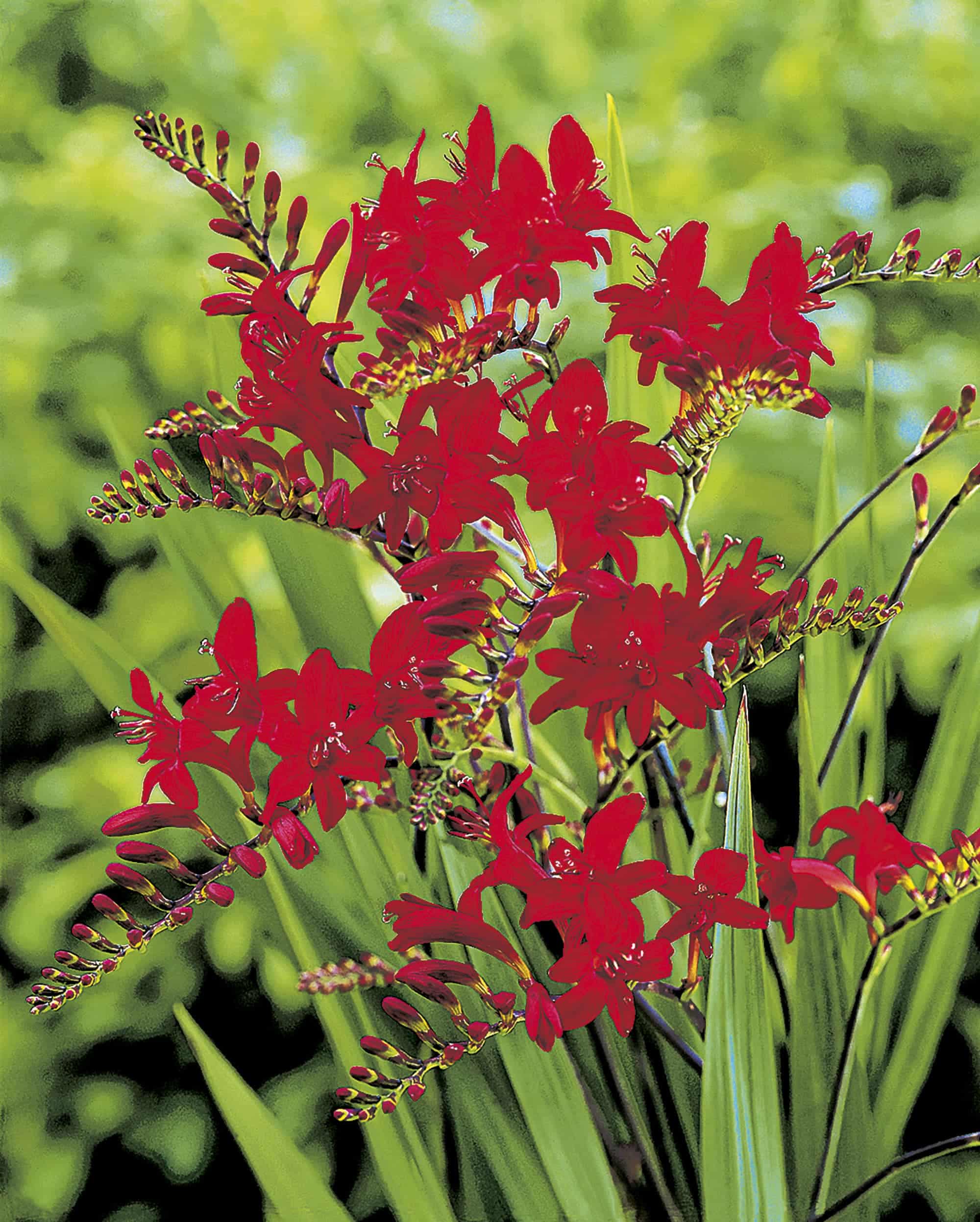 Lucifer | Crocosmia