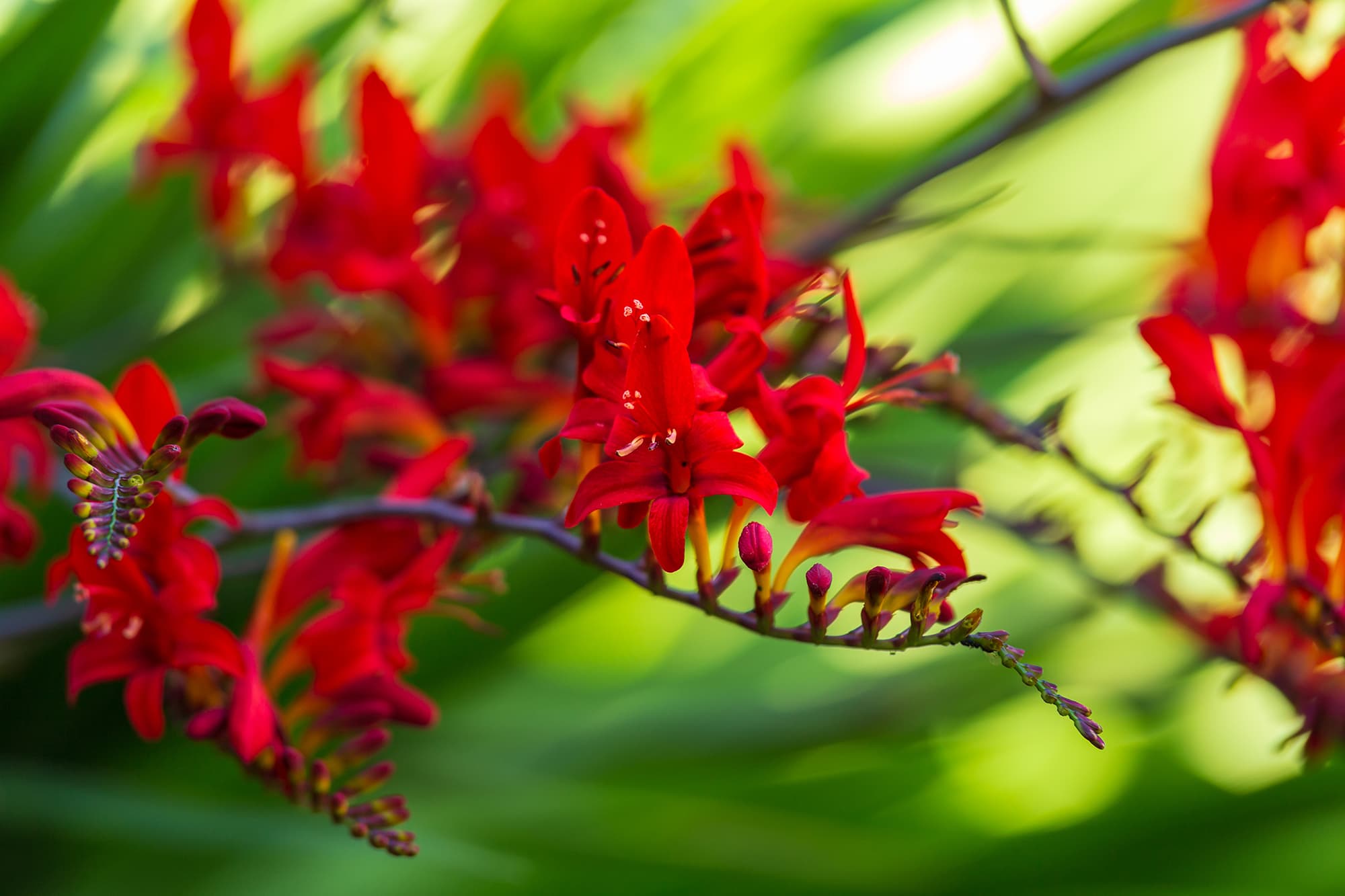 Lucifer | Crocosmia