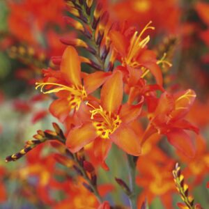 Prince of Orange | Crocosmia