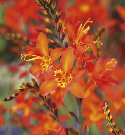 Prince of Orange | Crocosmia