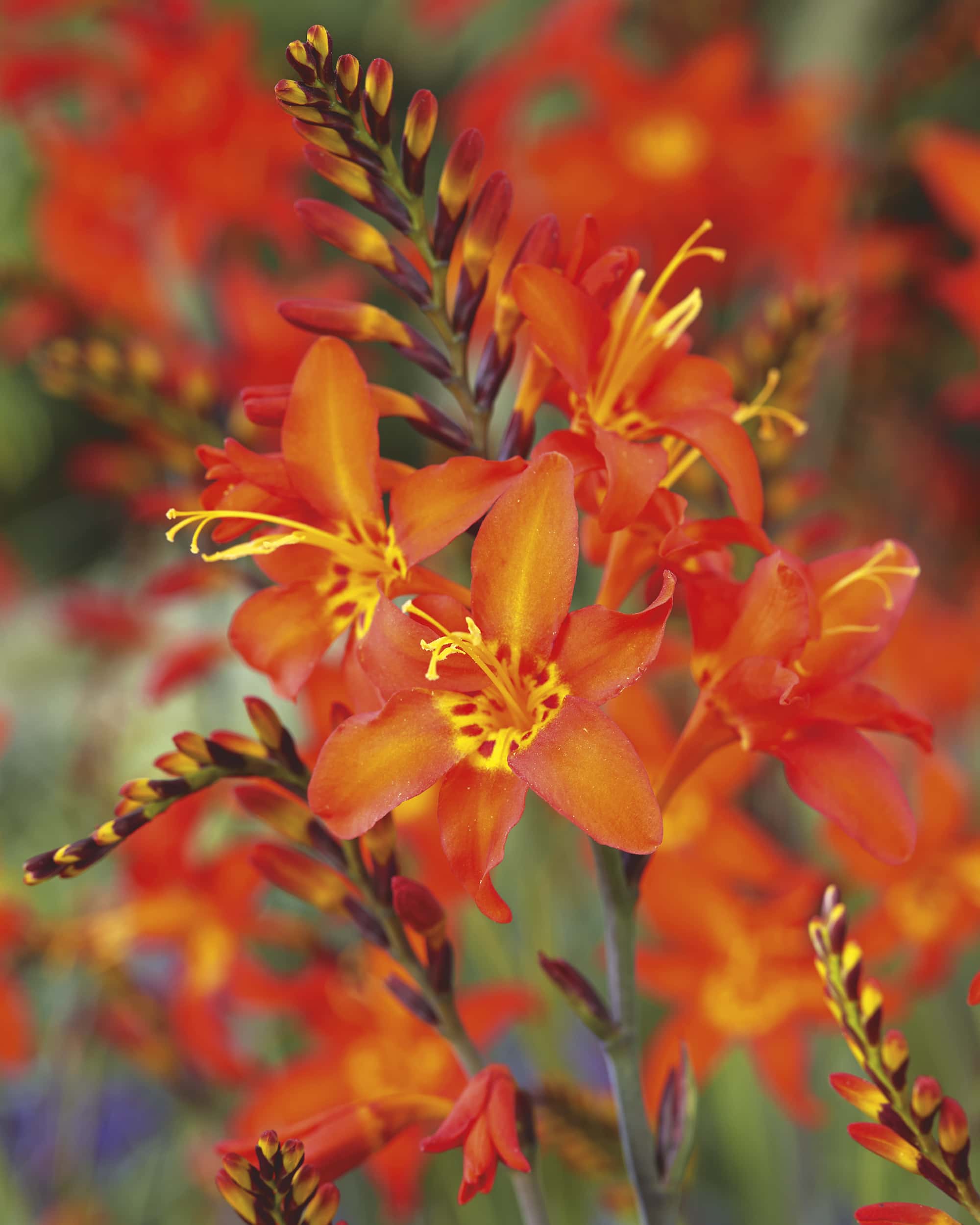 Prince of Orange | Crocosmia