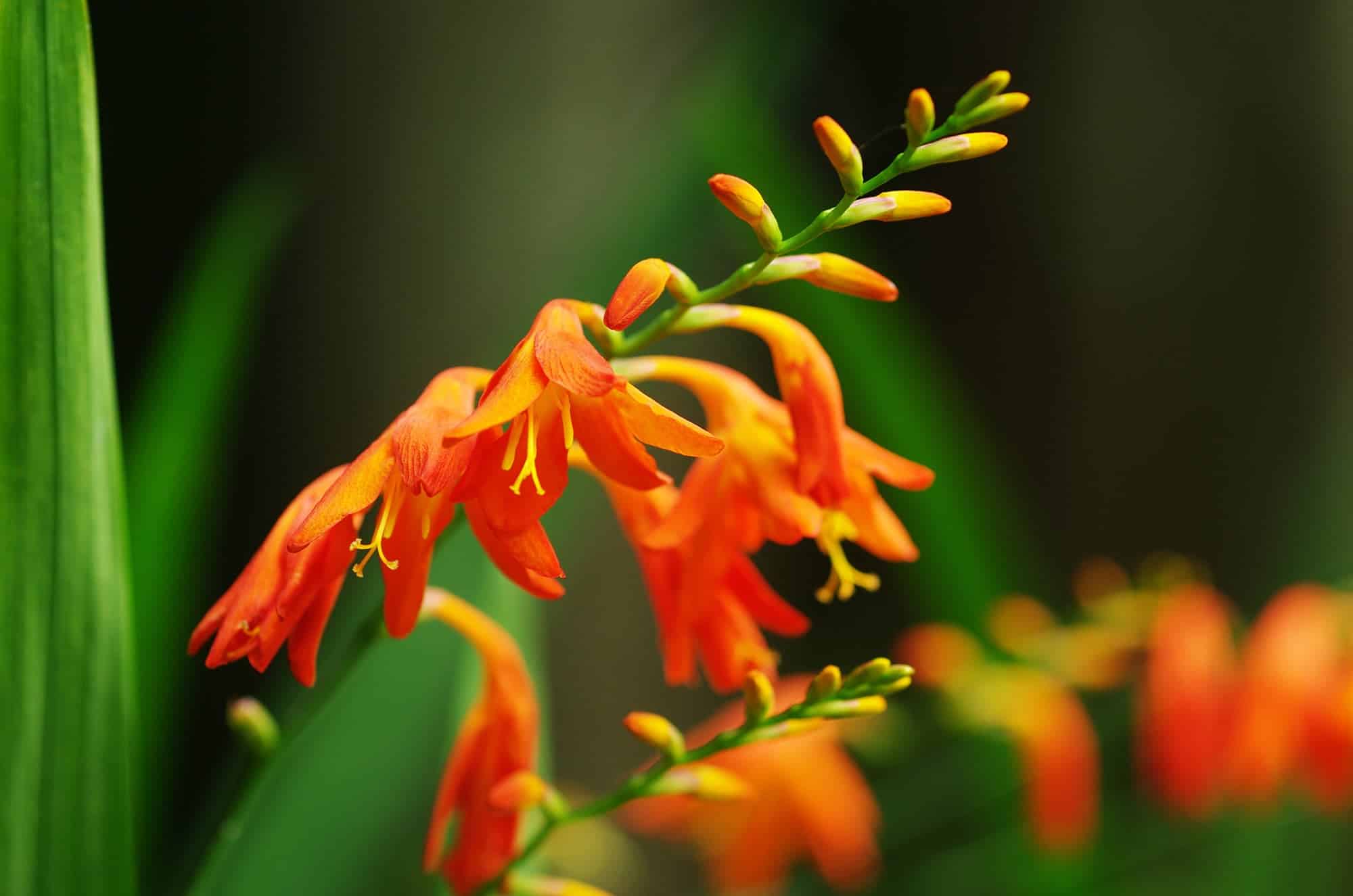 Prince of Orange | Crocosmia