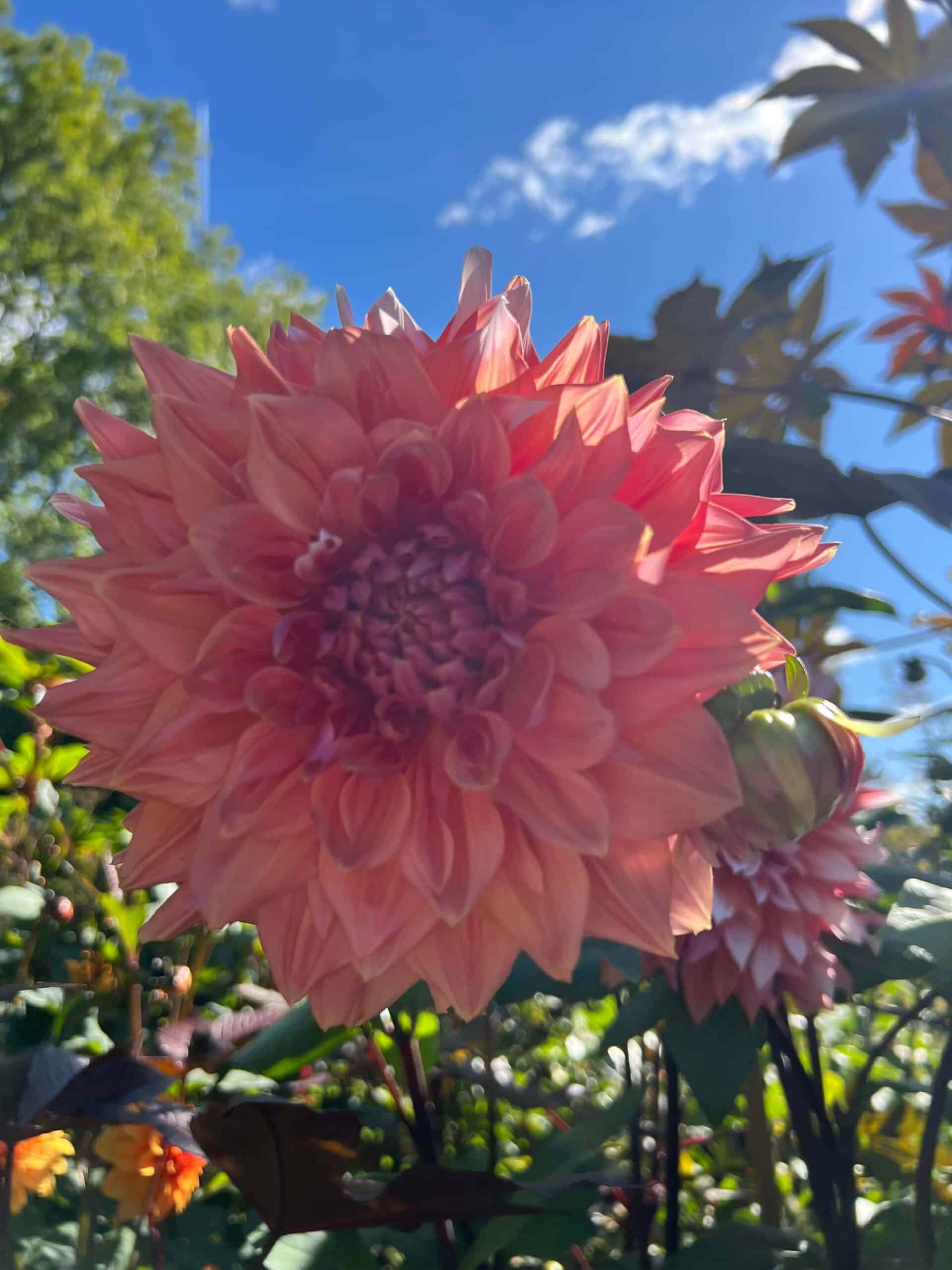 Ace Summer Sunset | Large Flowered Dahlias