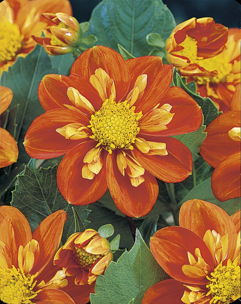 Alstergruss | Bedding Dahlias