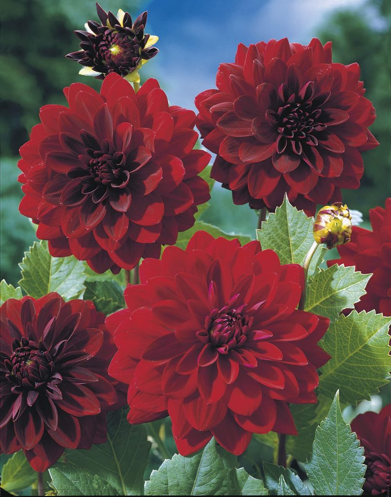 Arabian Night | Large Flowered Dahlias