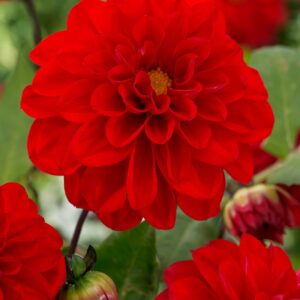 Arnhem | Bedding Dahlias