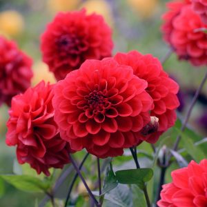 Arnhem | Bedding Dahlias