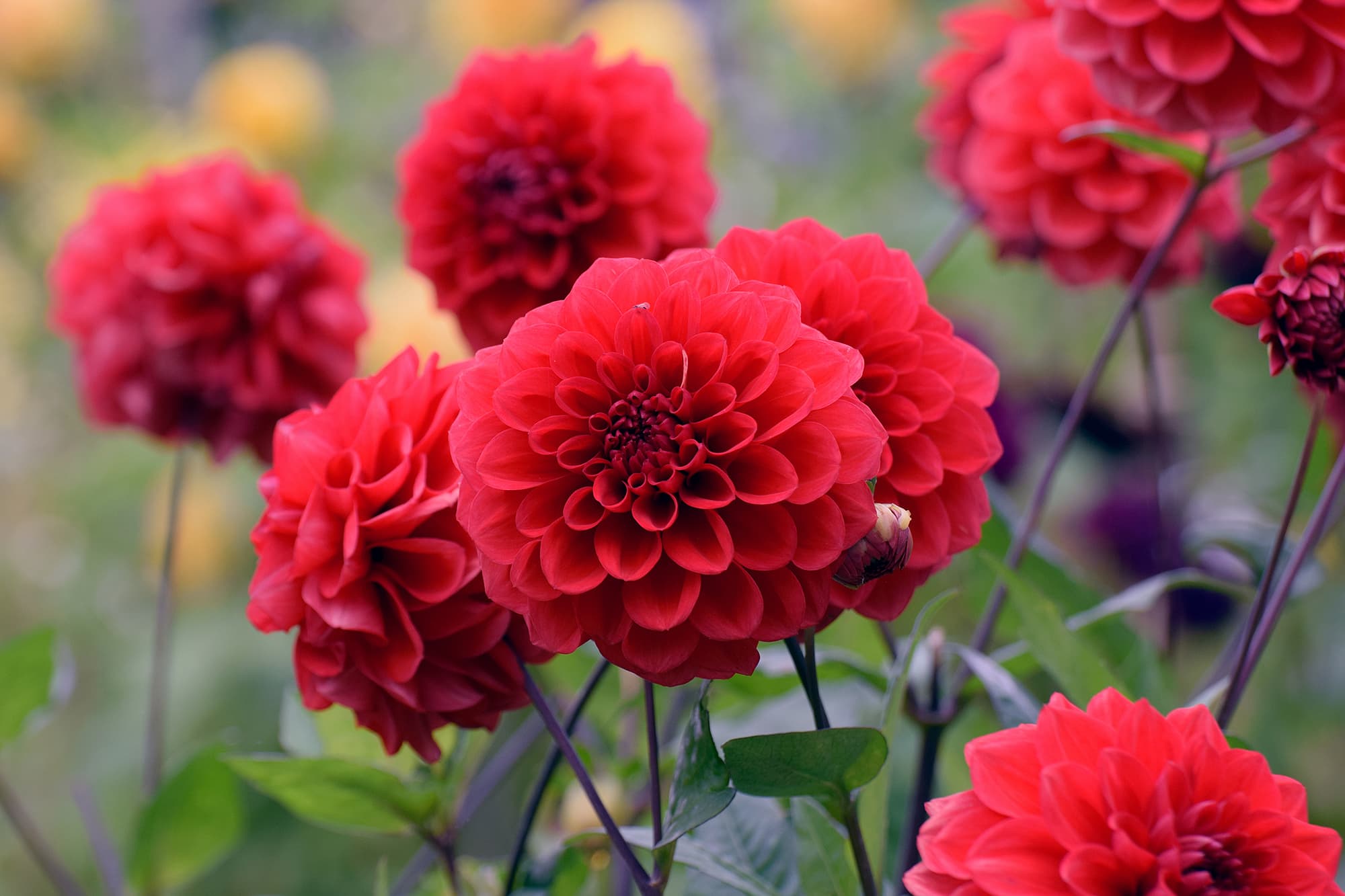 Arnhem | Bedding Dahlias