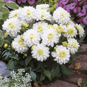 Art Fair | Gallery Dahlias