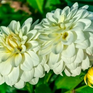 Art Fair | Gallery Dahlias