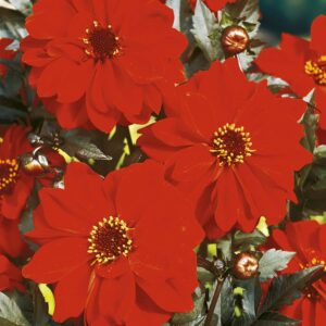 Bishop of Llandaff | Large Flowered Dahlias
