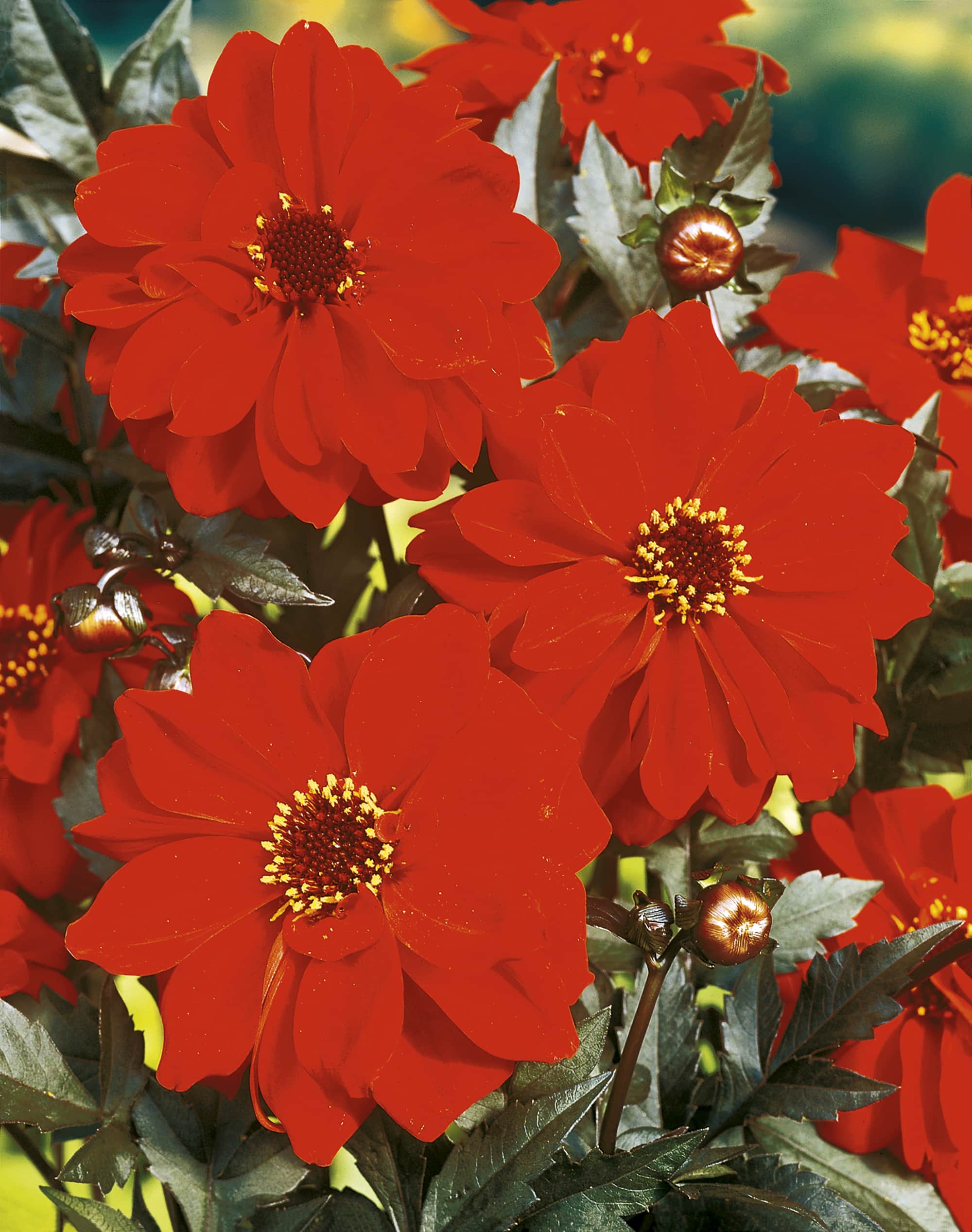 Bishop of Llandaff | Large Flowered Dahlias