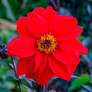 Bishop of Llandaff | Large Flowered Dahlias