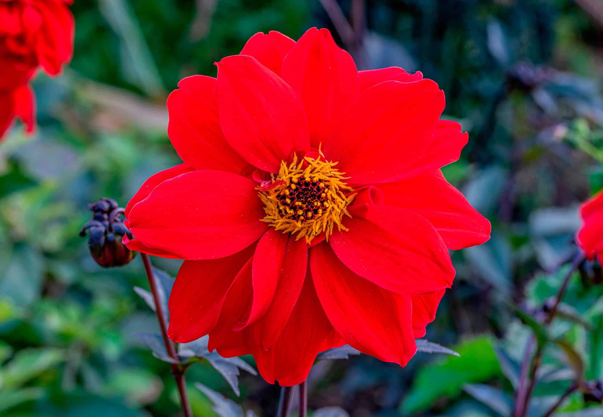 Bishop of Llandaff | Large Flowered Dahlias