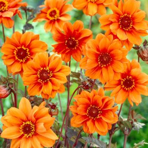 Bishop of Oxford | Large Flowered Dahlias