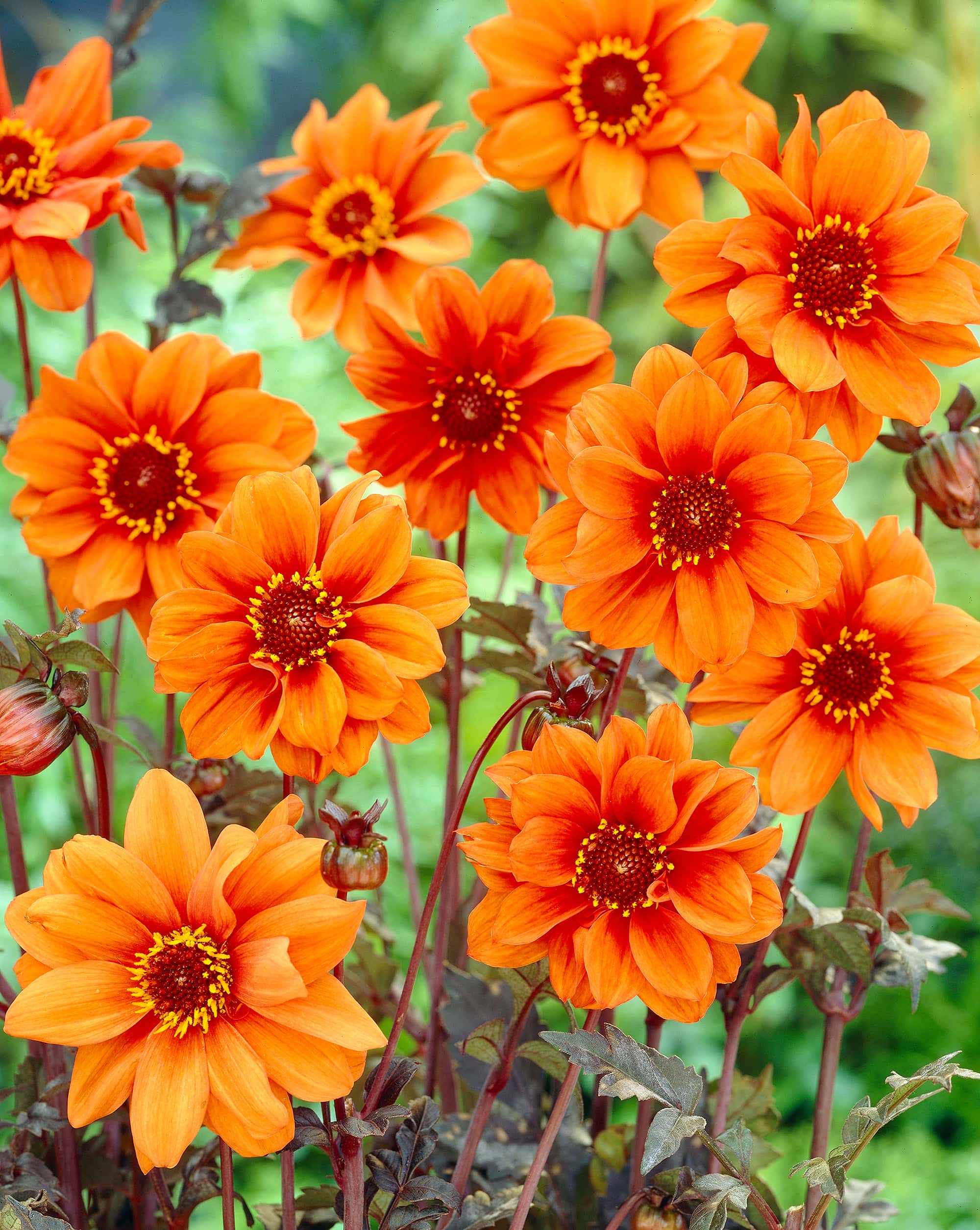 Bishop of Oxford | Large Flowered Dahlias