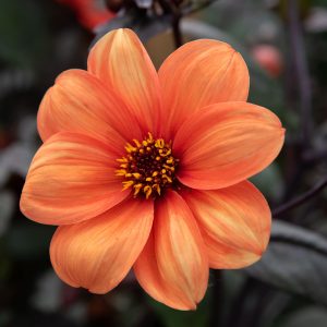 Bishop of Oxford | Large Flowered Dahlias