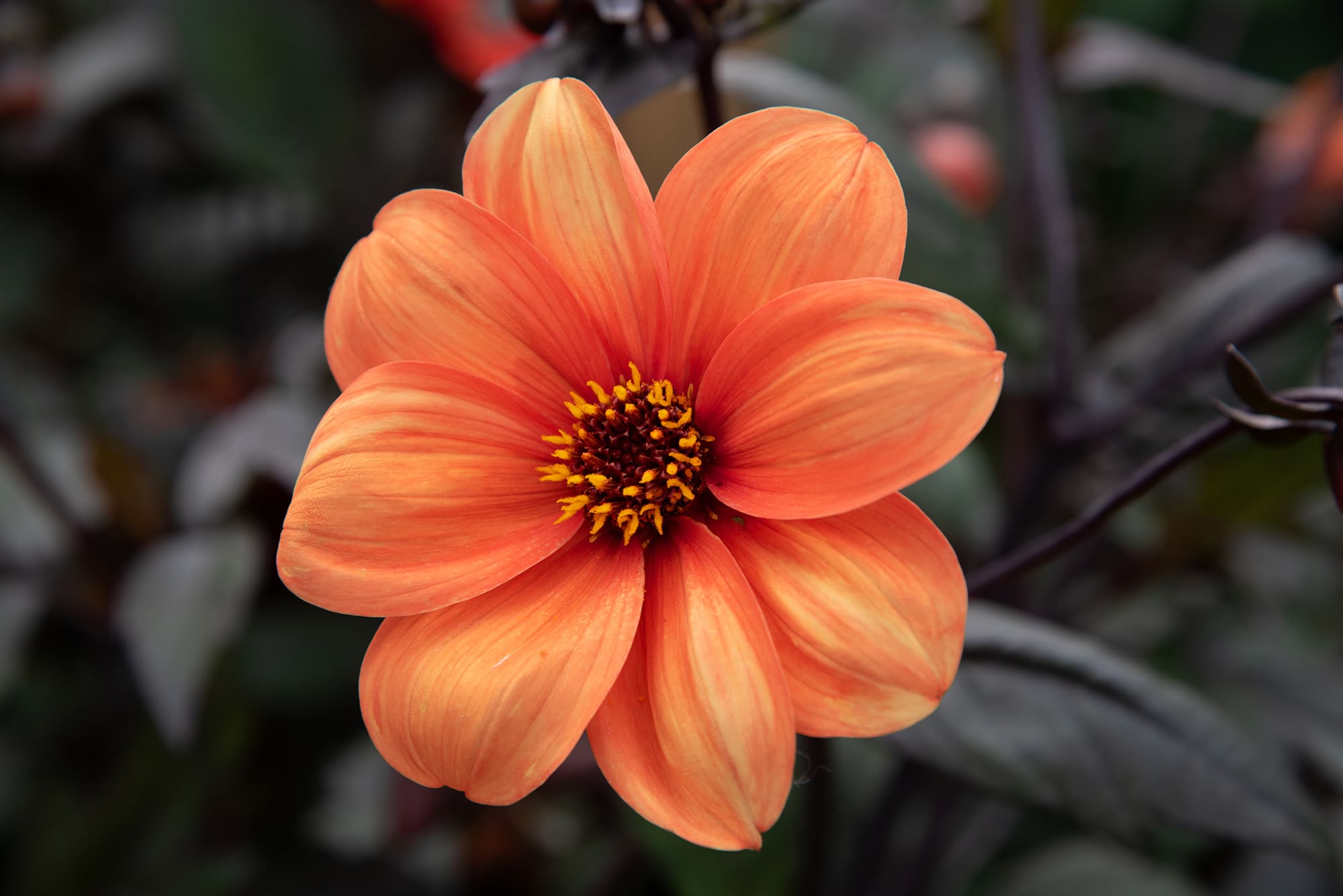 Bishop of Oxford | Large Flowered Dahlias