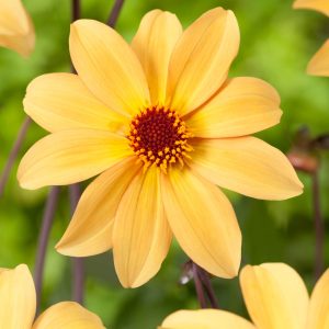 Bishop of York | Large Flowered Dahlias