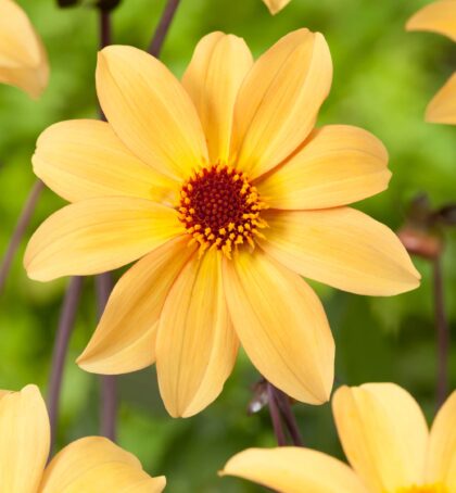 Bishop of York | Large Flowered Dahlias