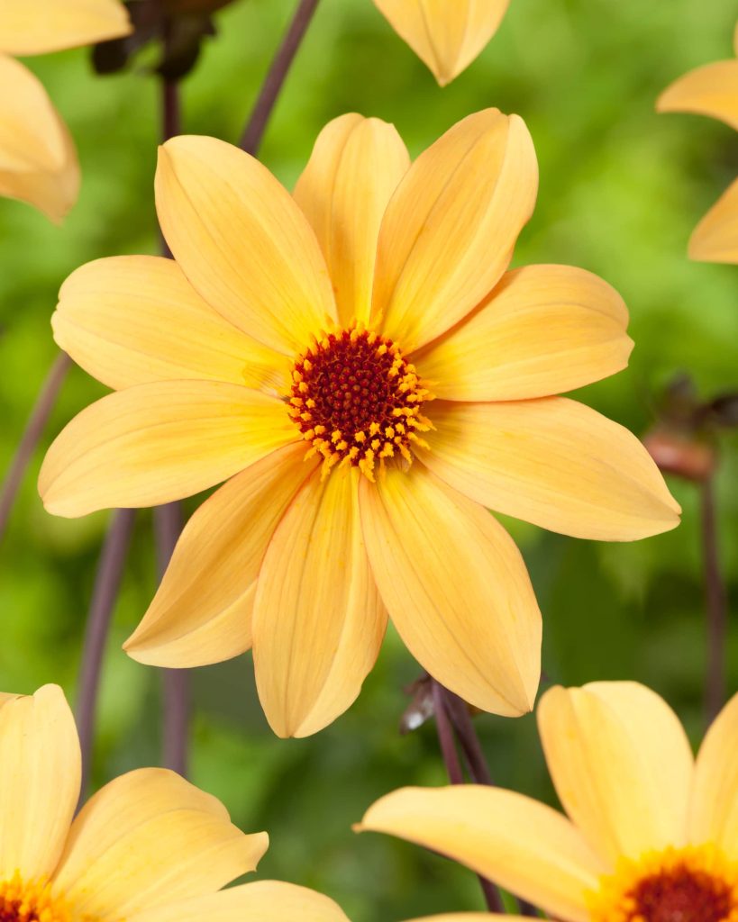 Dahlia Bishop of York, golden yellow with bronze foliage