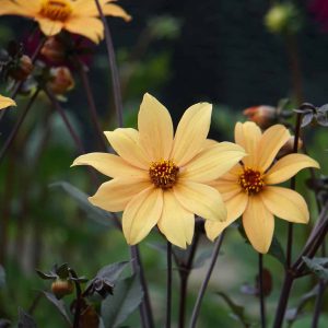 Bishop of York | Large Flowered Dahlias