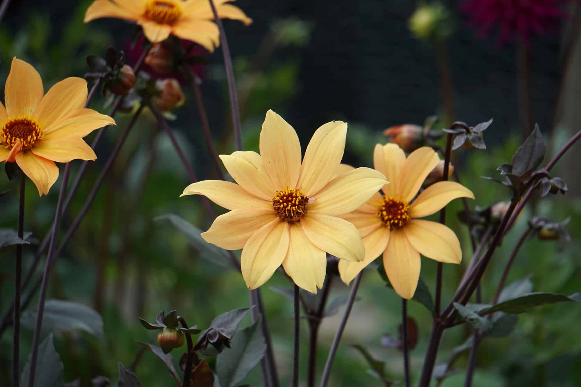 Bishop of York | Large Flowered Dahlias