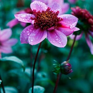 Blue Bayou | Large Flowered Dahlias