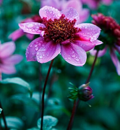 Blue Bayou | Large Flowered Dahlias