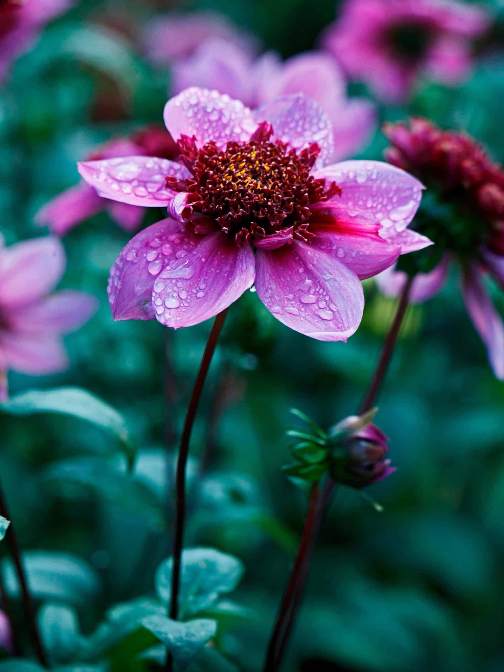 Blue Bayou | Large Flowered Dahlias