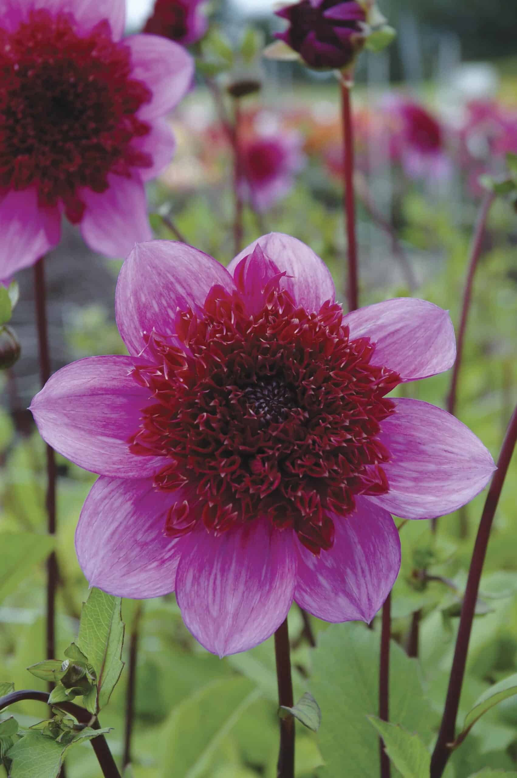 Blue Bayou | Large Flowered Dahlias