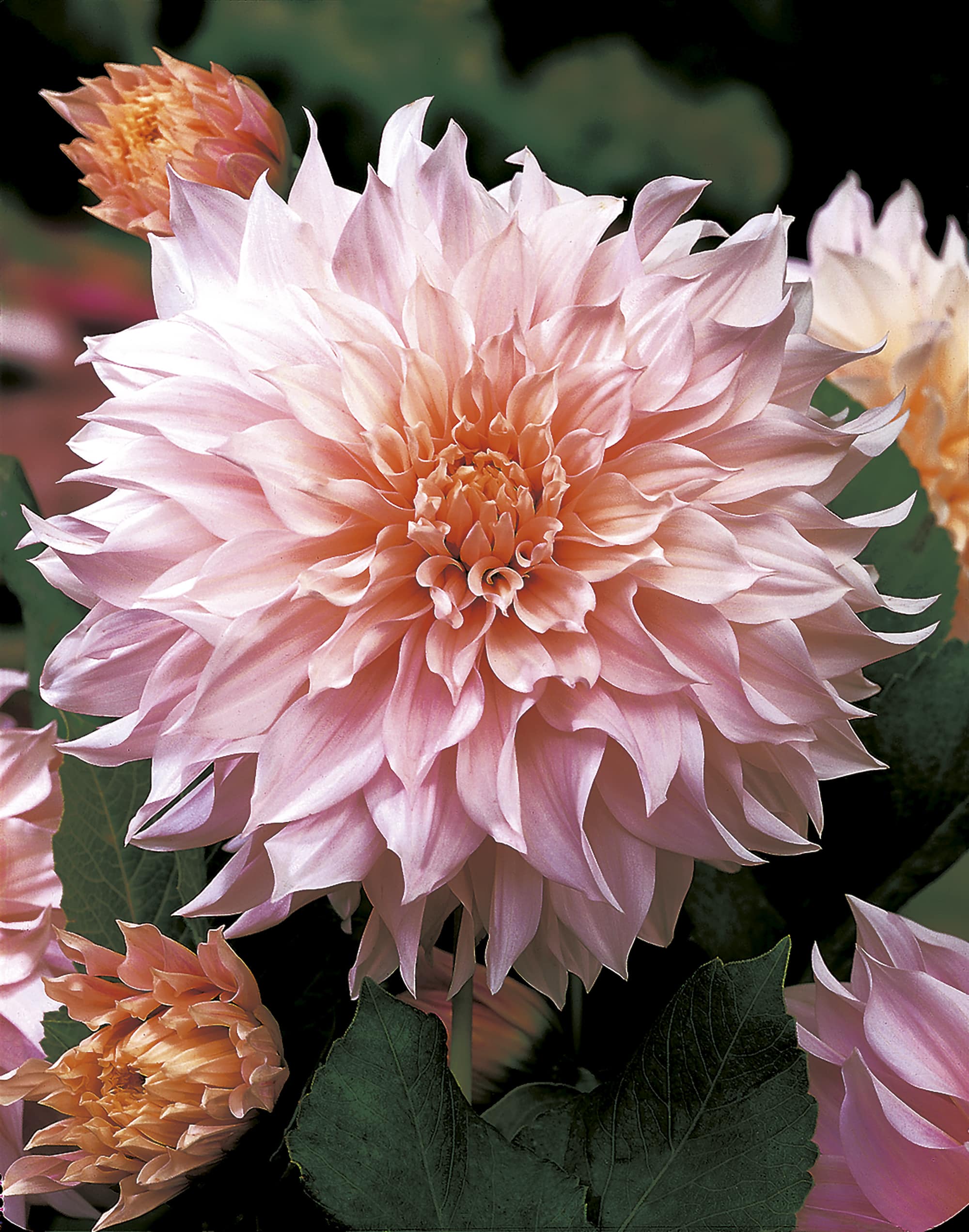 Café au Lait | Large Flowered Dahlias