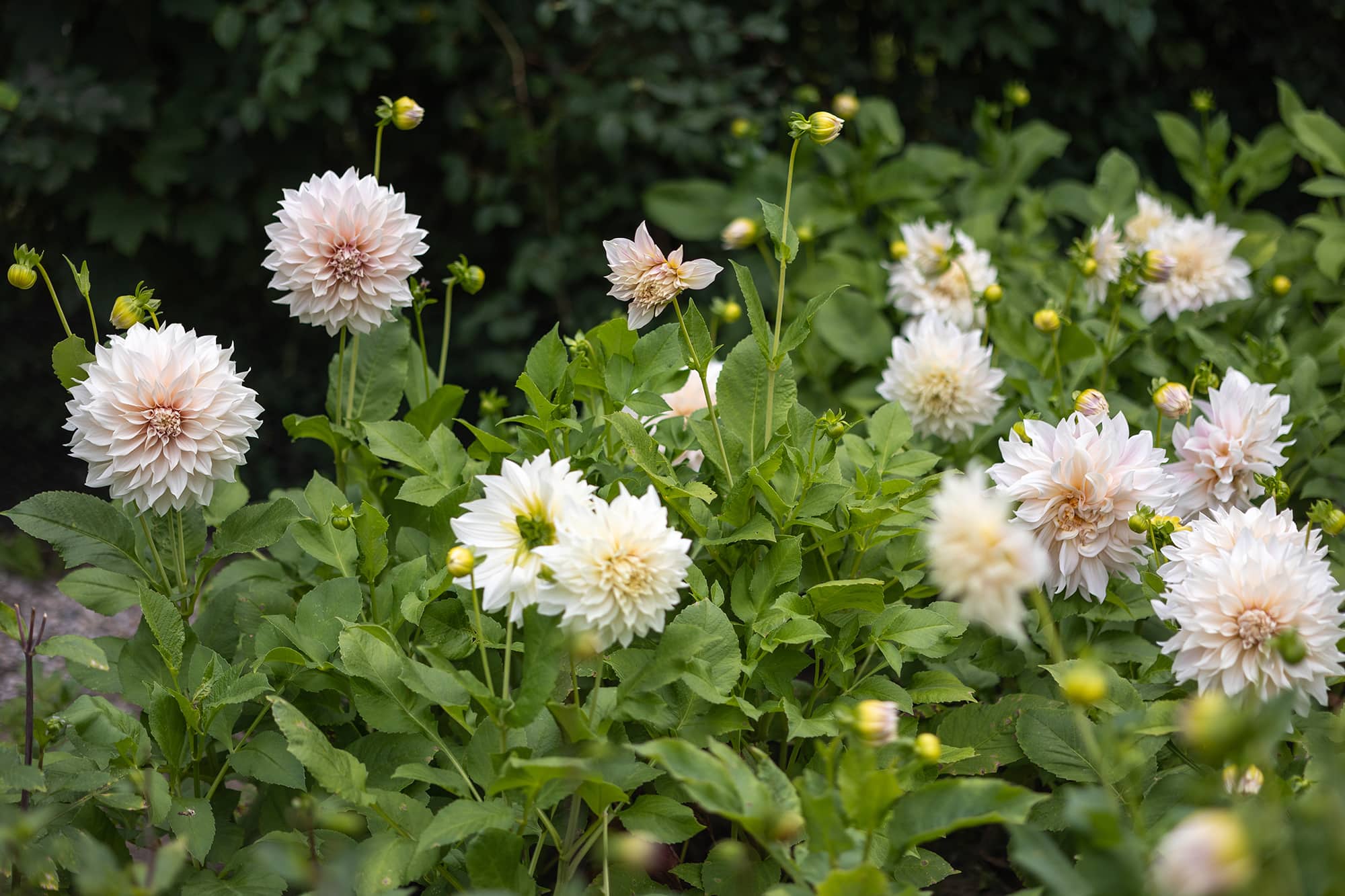 Café au Lait | Large Flowered Dahlias