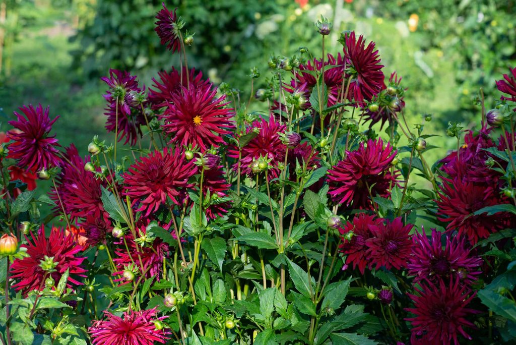 Chat Noir | Large Flowered Dahlias