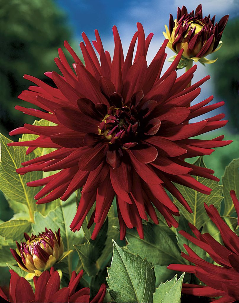 Chat Noir | Large Flowered Dahlias