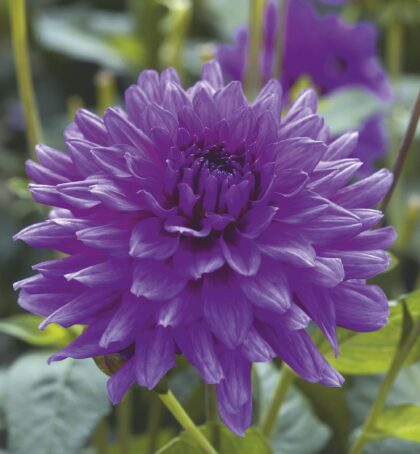 Claudette | Bedding Dahlias