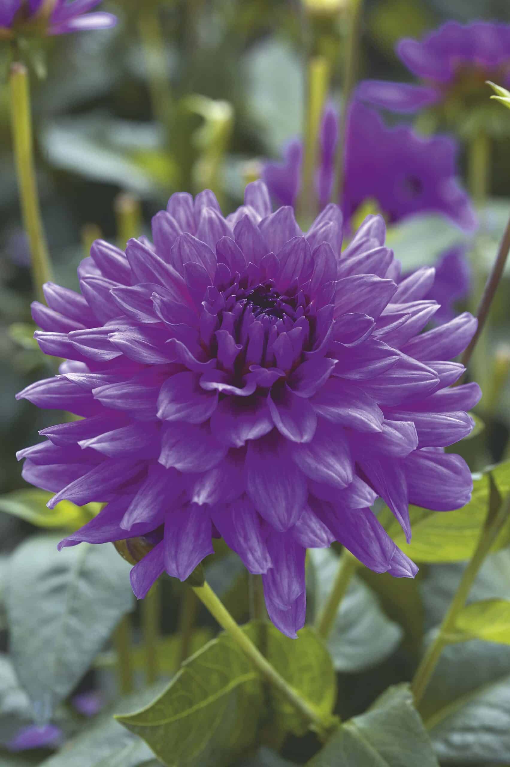 Claudette | Bedding Dahlias