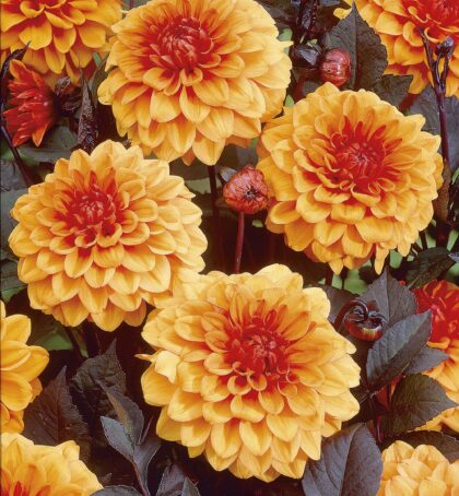 David Howard | Large Flowered Dahlias