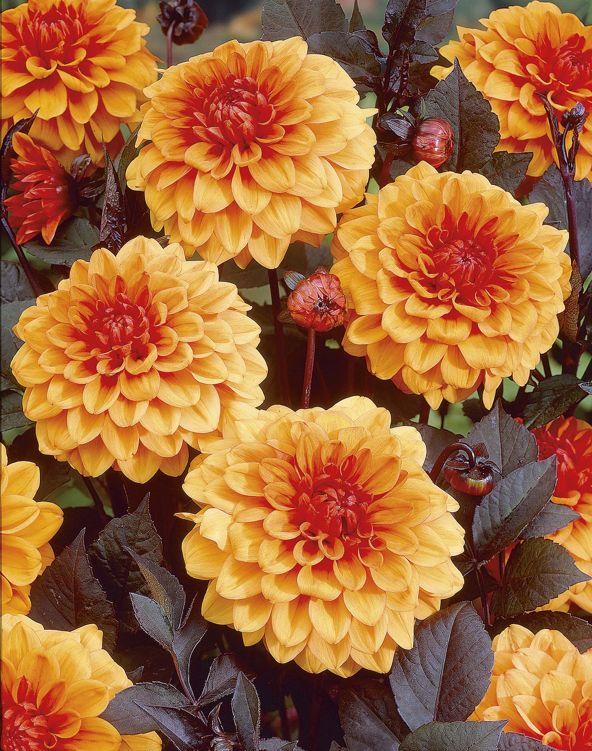 David Howard | Large Flowered Dahlias