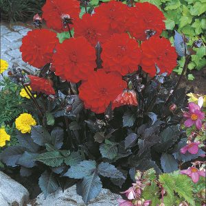 Ellen Houston | Bedding Dahlias