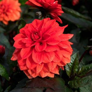 Ellen Houston | Bedding Dahlias